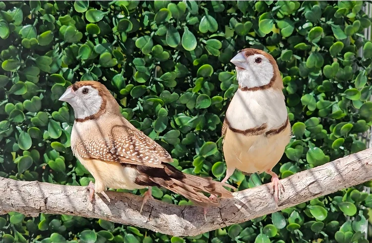 Owl Finches / Fawn For Sale