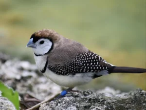 Owl Finches For Sale