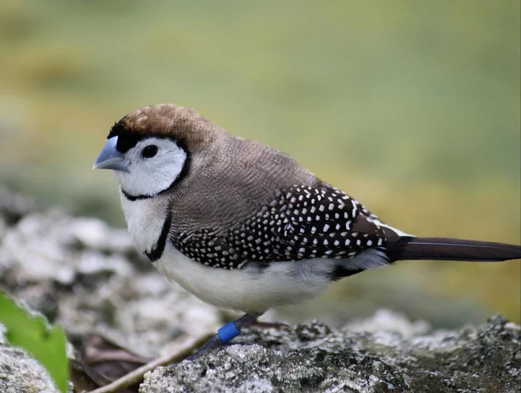 Owl Finches For Sale