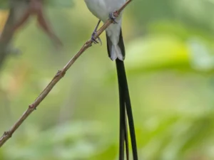 Pin‑Tailed Whydah For Sale
