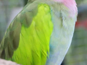 Princess Parrot For Sale