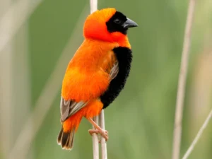Red Bishop Weavers For Sale