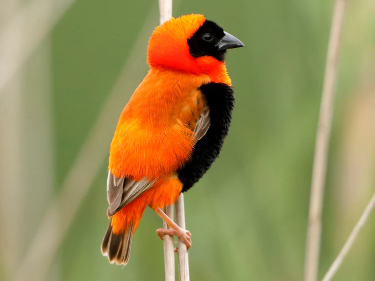 Red Bishop Weavers For Sale