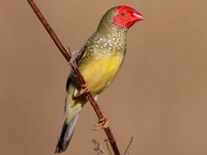 Red Face Star Finch For Sale