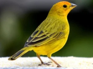 Saffron Finches For Sale