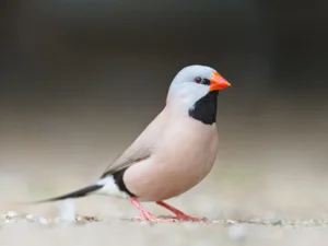 Shaftail Finch For Sale