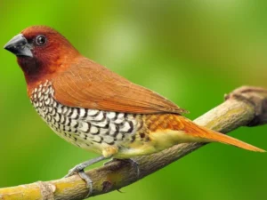 Spice Finch For Sale