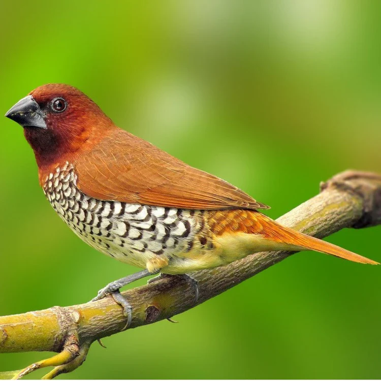 Spice Finch For Sale