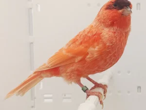 Stafford Canary For Sale