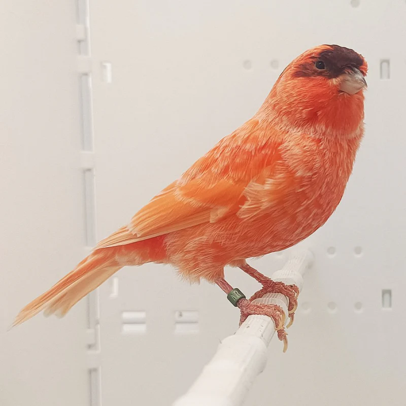 Stafford Canary For Sale