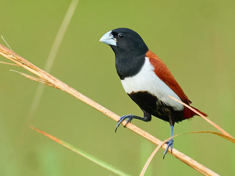 Tricolored Munia For Sale