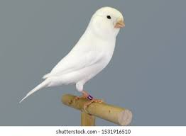 white canary for sale