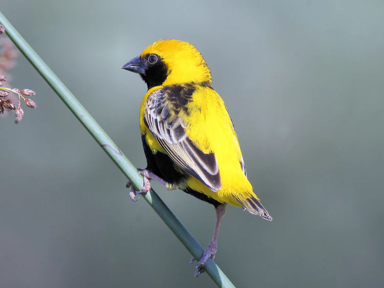 Yellow-crowned Bishop For Sale