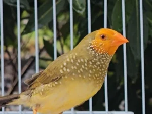 Yellow Face Star Finches For Sale