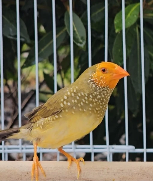 Yellow Face Star Finches For Sale